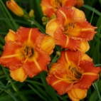 Hemerocallis-Boitzer-Mandarin-3-2.jpg