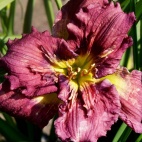 Daylily-Lady-Patch-1.jpg