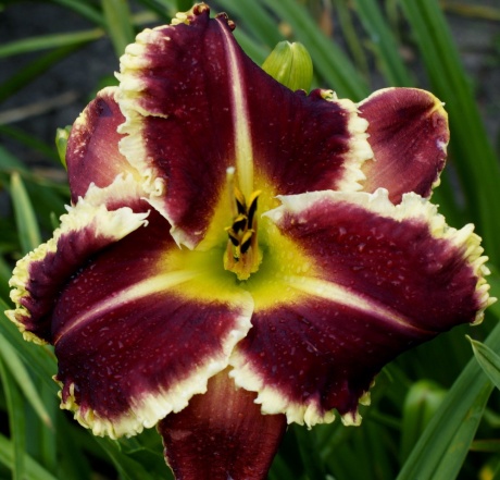 Hemerocallis-Armed-to-the-Teeth-5.jpg