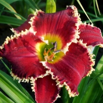 Daylily-Shark-Infested-Waters-5.jpg