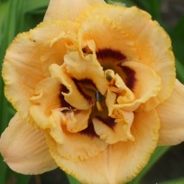 daylily-Chain-Reaction-1.jpg