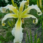 Daylily-Heavenly-Snow-White-1.jpg