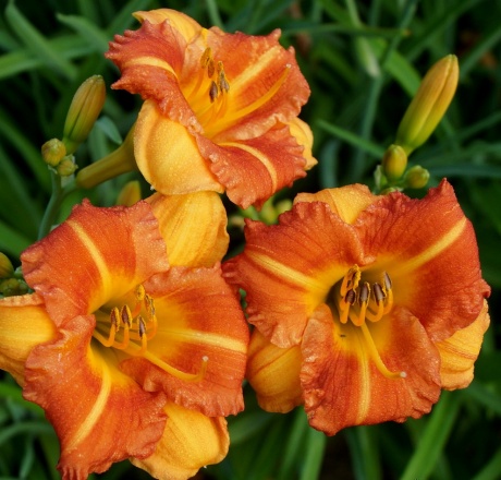 Hemerocallis-Boitzer-Mandarin-2-3.jpg