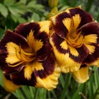 Hemerocallis-Deep-Impact-4.jpg
