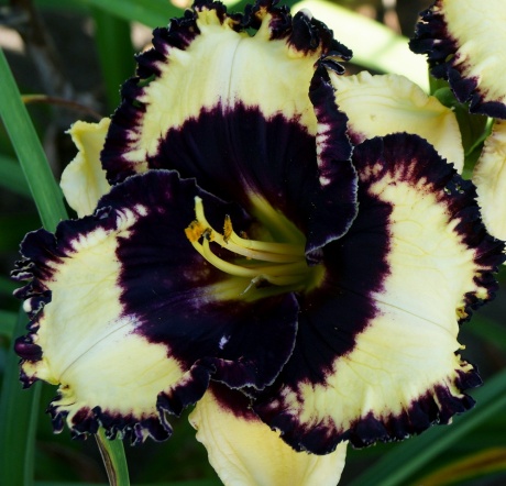 Daylily-Ima-Bigtimer-2-1.jpg