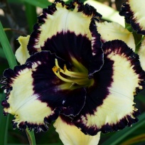 Daylily-Ima-Bigtimer-2-1.jpg