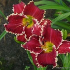 Daylily-Shark-Infested-Waters-2-2.jpg
