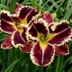Hemerocallis-Armed-to-the-Teeth-2-2.jpg