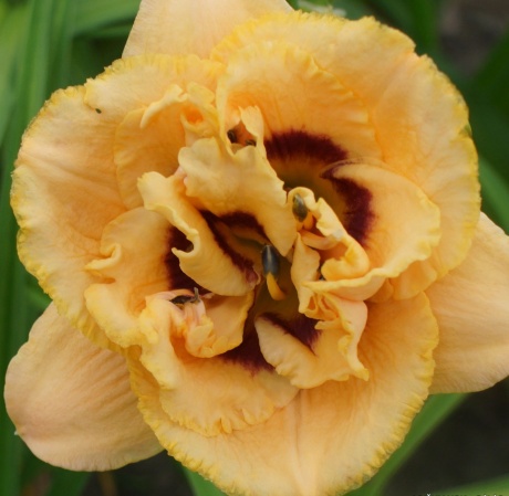 daylily-Chain-Reaction-1.jpg