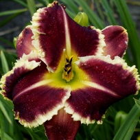 Hemerocallis-Armed-to-the-Teeth-5.jpg