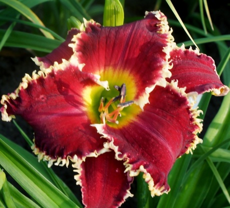 Daylily-Shark-Infested-Waters-5.jpg