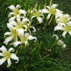 HEAVENLY_SNOW_WHITE_13.jpg