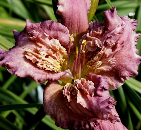 Daylily-Dan-Patch-5.jpg