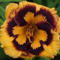 Hemerocallis-Deep-Impact-1.jpg