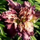 Daylily-Dan-Patch-2.jpg