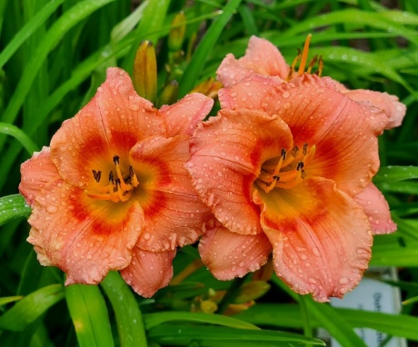 Daylily-Siloam-Little-Girl-1.jpg