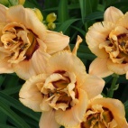 daylily-Chain-Reaction-2.jpg