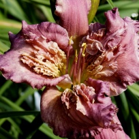 Daylily-Dan-Patch-5.jpg