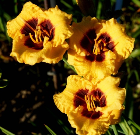 Daylily-Little-Pumpkin-Face-5.jpg
