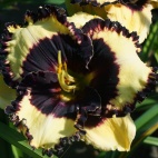 Daylily-Ima-Bigtimer-1.jpg
