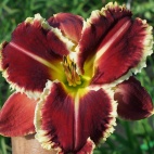 Hemerocallis-Armed-to-the-Teeth-4.jpg