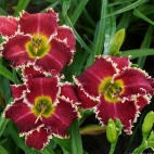 Daylily-Shark-Infested-Waters-3-2.jpg