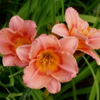 Daylily-Siloam-Little-Girl.jpg