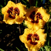 Daylily-Little-Pumpkin-Face-5.jpg