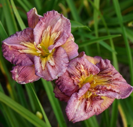 Daylily-Lady-Patch-3-1.jpg