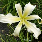 Heavenly-Snow-White.jpg