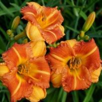 Hemerocallis-Boitzer-Mandarin-2-3.jpg