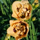 daylily-Chain-Reaction-3.jpg