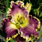 Daylily-Berry-Ambitious-2-1.jpg