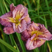 Daylily-Lady-Patch-3-1.jpg
