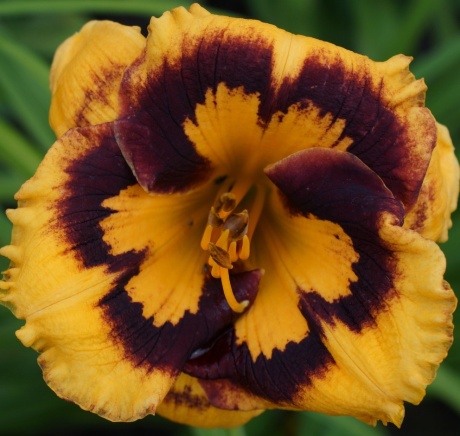 Hemerocallis-Deep-Impact-1.jpg