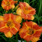 Hemerocallis-Boitzer-Mandarin-5.jpg