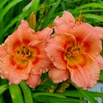 Daylily-Siloam-Little-Girl-1.jpg